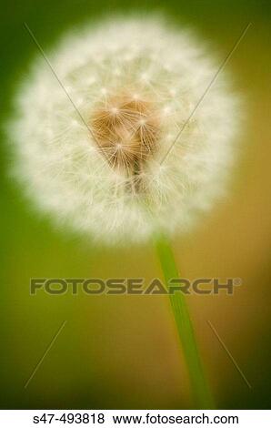Stock Photo - Dandelion Seedhead. Taraxacum officinale Weber. June 2005. Maryland, USA.. Fotosearch