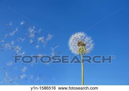 Stock Photograph - Dandelion seeds blowing away, Hesse, Germany. Fotosearch