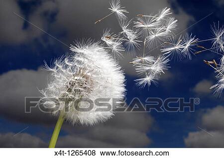 Dandelion seeds blowing in the wind View Large Photo Image Stock Photo - Dandelion seeds blowing in the wind. Fotosearch