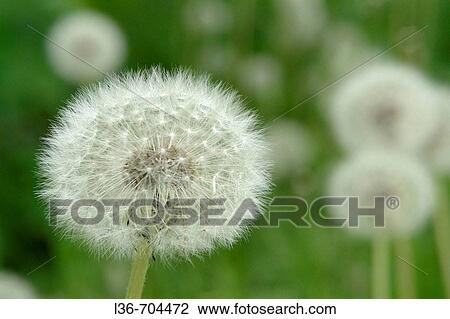 Dandelion View Large Photo Image Stock Image - Dandelion. Fotosearch