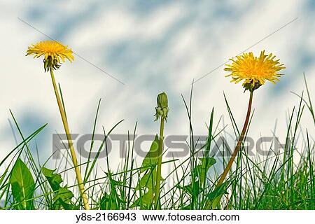 Dandelion. View Large Photo Image Stock Image - Dandelion.. Fotosearch
