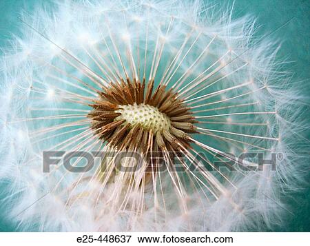 Dandelion View Large Photo Image Stock Photo - Dandelion. Fotosearch