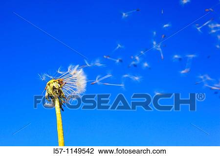 Dandelion, Taraxacum officiale, Loewenzahn, Pusteblume, Switzerland View Large Photo Image Stock Image - Dandelion, Taraxacum officiale, Loewenzahn, Pusteblume, Switzerland. Fotosearch