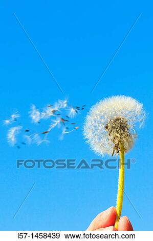 Dandelion, Taraxacum officiale, Loewenzahn, Pusteblume, Switzerland View Large Photo Image Stock Photo - Dandelion, Taraxacum officiale, Loewenzahn, Pusteblume, Switzerland. Fotosearch