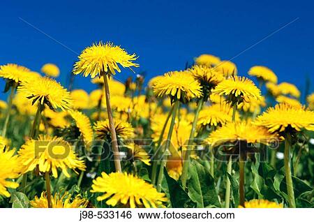 Dandelion (Taraxacum officinale) bloom. Lake Constance region, Baden-W? rttemberg, Germany, Europe. View Large Photo Image Stock Photograph - Dandelion (Taraxacum officinale) bloom. Lake Constance region, Baden-W? rttemberg, Germany, Europe.. Fotosearch