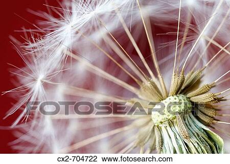 Dandelion (Taraxacum officinale) detail View Large Photo Image Stock Image - Dandelion (Taraxacum officinale) detail. Fotosearch