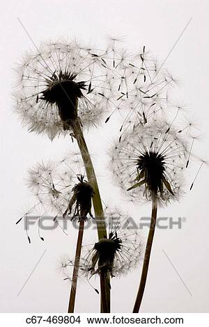 Dandelion (Taraxacum officinale) View Large Photo Image Picture - Dandelion (Taraxacum officinale). Fotosearch