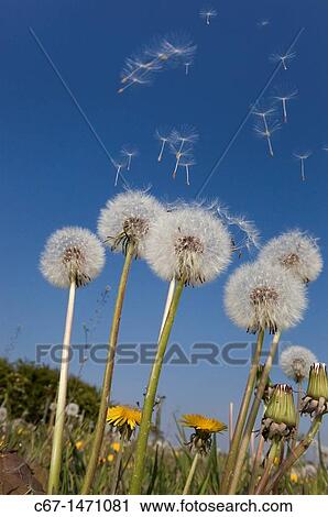 Stock Image - Dandelion (Taraxacum officinale) seed blowing in the wind. Fotosearch