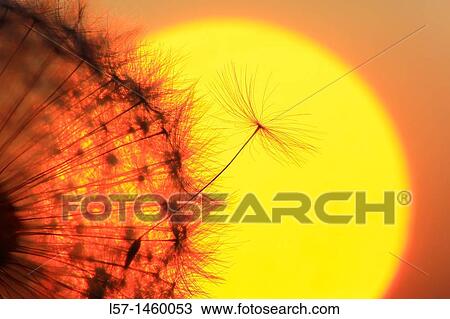 Dandelion, Taraxacum officinale, Switzerland View Large Photo Image Stock Image - Dandelion, Taraxacum officinale, Switzerland. Fotosearch