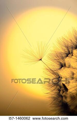 Dandelion, Taraxacum officinale, Switzerland View Large Photo Image Stock Image - Dandelion, Taraxacum officinale, Switzerland. Fotosearch