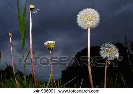 Dandelion (Taraxacum officinale) parachutes ready to shed their seeds. View Large Photo Image Stock Image - Dandelion (Taraxacum officinale) parachutes ready to shed their seeds.. Fotosearch