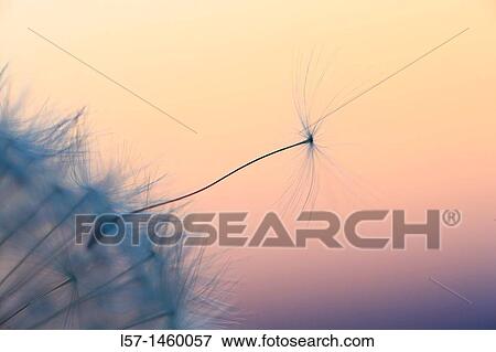 Dandelion, Taraxacum officinale, Switzerland View Large Photo Image Stock Photo - Dandelion, Taraxacum officinale, Switzerland. Fotosearch