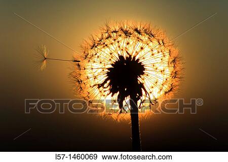 Dandelion, Taraxacum officinale, Switzerland View Large Photo Image Stock Photo - Dandelion, Taraxacum officinale, Switzerland. Fotosearch