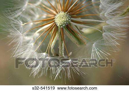Dandelion (Taraxacum officinale). Chiprana lagoon, Zaragoza province, Spain. View Large Photo Image Stock Photo - Dandelion (Taraxacum officinale). Chiprana lagoon, Zaragoza province, Spain.. Fotosearch