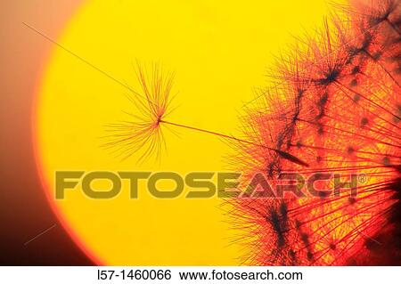 Dandelion, Taraxacum officinale, Switzerland View Large Photo Image Stock Photograph - Dandelion, Taraxacum officinale, Switzerland. Fotosearch