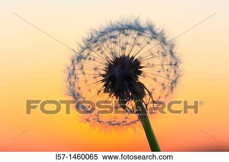 Dandelion, Taraxacum officinale, Switzerland View Large Photo Image Stock Photography - Dandelion, Taraxacum officinale, Switzerland. Fotosearch