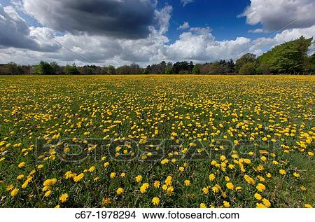 Dandelion Taxaxacum officinale in spring grassland. View Large Photo Image Picture - Dandelion Taxaxacum officinale in spring grassland.. Fotosearch