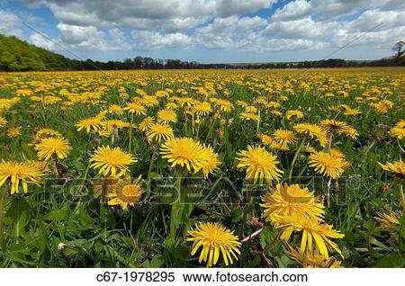 Stock Photography - Dandelion Taxaxacum officinale in spring grassland.. Fotosearch