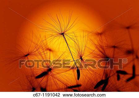 Stock Image - Dandelion Taxaxacum officinale seed head at Sunset. Fotosearch