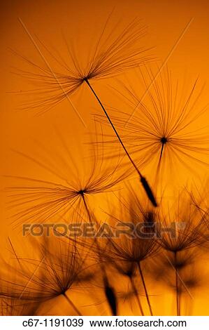 Stock Photo - Dandelion Taxaxacum officinale seed head at Sunset. Fotosearch