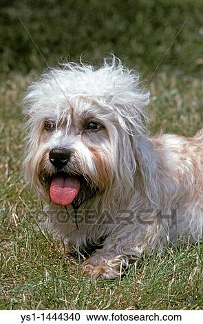 DANDIE DINMONT TERRIER, ADULT LAYING ON GRASS View Large Photo Image Stock Image - DANDIE DINMONT TERRIER, ADULT LAYING ON GRASS. Fotosearch
