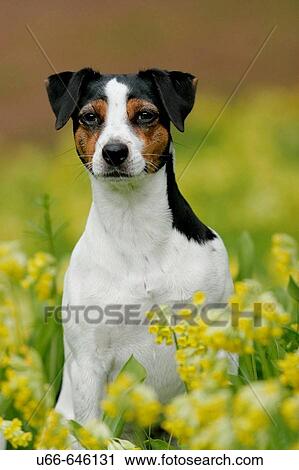 Danish Swedish Farmdog. View Large Photo Image Stock Image - Danish Swedish Farmdog.. Fotosearch