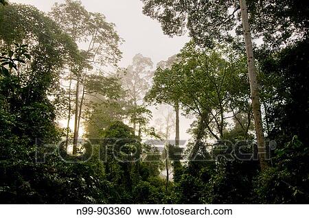 Danum Valley rainforest Sabah Borneo Malaysia View Large Photo Image Stock Image - Danum Valley rainforest Sabah Borneo Malaysia. Fotosearch
