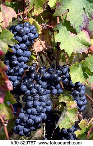Dark blue grapes for fine redwine hanging between green and braun autumn leaves in the grapevine of a vineyard in the hills of Gabiano, Piemont, Italy, Europe View Large Photo Image Stock Photo - Dark blue grapes for fine redwine hanging between green and braun autumn leaves in the grapevine of a vineyard in the hills of Gabiano, Piemont, Italy, Europe. Fotosearch