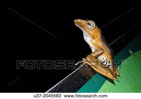 Dark-eared tree frog Polypedates macrotis. Image taken at Kubah National Park, Sarawak, Malaysia. View Large Photo Image Stock Image - Dark-eared tree frog Polypedates macrotis. Image taken at Kubah National Park, Sarawak, Malaysia.. Fotosearch