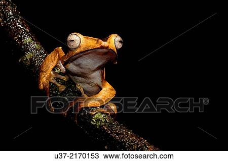 Dark-eared tree frog Polypedates macrotis. Image taken at Kubah National Park, Sarawak, Malaysia. View Large Photo Image Stock Image - Dark-eared tree frog Polypedates macrotis. Image taken at Kubah National Park, Sarawak, Malaysia.. Fotosearch
