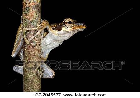 Dark-eared tree frog Polypedates macrotis. Image taken at Kubah National Park, Sarawak, Malaysia. View Large Photo Image Stock Photo - Dark-eared tree frog Polypedates macrotis. Image taken at Kubah National Park, Sarawak, Malaysia.. Fotosearch