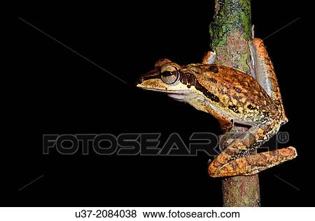 Dark-eared tree frog Polypedates macrotis. Image taken at Kubah National Park, Sarawak, Malaysia. View Large Photo Image Stock Photo - Dark-eared tree frog Polypedates macrotis. Image taken at Kubah National Park, Sarawak, Malaysia.. Fotosearch