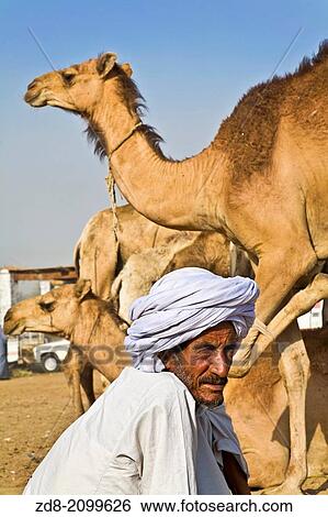 Stock Photograph - darow camels market. egypt.. Fotosearch