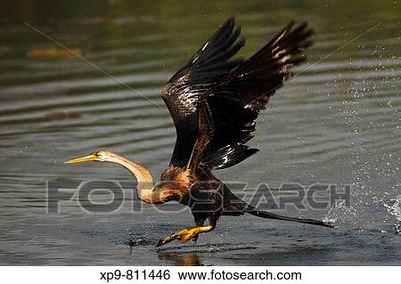 Darter or Snake Bird. Keoladeo Ghana National Park, Rajasthan, India View Large Photo Image Stock Photograph - Darter or Snake Bird. Keoladeo Ghana National Park, Rajasthan, India. Fotosearch