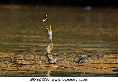 Darter taking fish View Large Photo Image Stock Image - Darter taking fish. Fotosearch