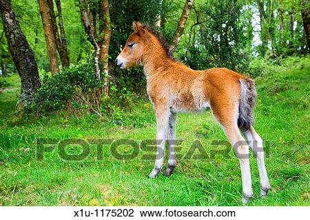 Stock Image - Dartmoor Foal in woodland Devon England. Fotosearch