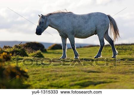 Dartmoor Pony Dartmoor National Park Devon England UK View Large Photo Image Stock Image - Dartmoor Pony Dartmoor National Park Devon England UK. Fotosearch