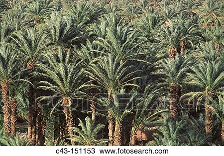 Stock Image - Date Palms (Phoenix dactylifera). Draa Valley, South of High Atlas. Morocco. Fotosearch