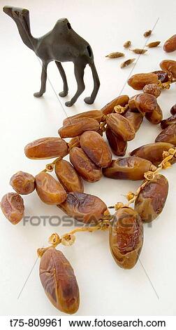 Dates and camel View Large Photo Image Stock Image - Dates and camel. Fotosearch