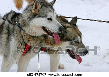 Dave Daily and Gerald Azure dog mushing just outside Churchill, Manitoba, Canada View Large Photo Image Stock Photo - Dave Daily and Gerald Azure dog mushing just outside Churchill, Manitoba, Canada. Fotosearch