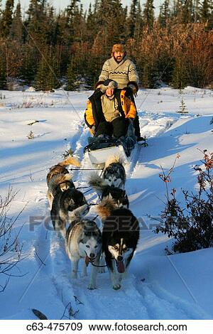 Stock Photo - Dave Daily and Gerald Azure dog mushing just outside Churchill, Manitoba, Canada.. Fotosearch