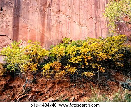 Stock Photograph - Davis Gulch. Fotosearch