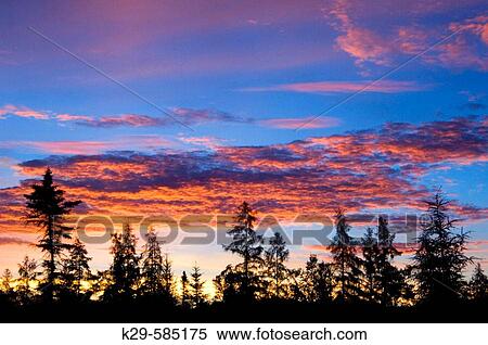 Dawn skies and spruce tree silhouettes. Ontario View Large Photo Image Stock Photography - Dawn skies and spruce tree silhouettes. Ontario. Fotosearch