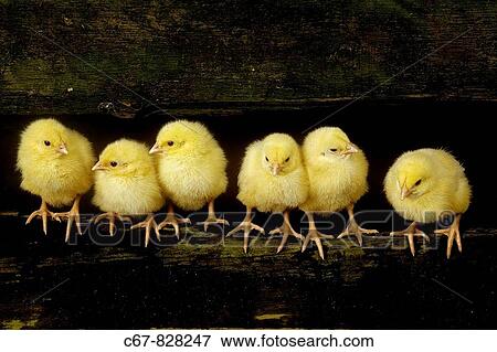Dayold Chicks in a row View Large Photo Image Stock Photo - Dayold Chicks in a row. Fotosearch