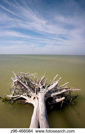 De Soto Park beach, near Tampa, Florida, USA View Large Photo Image Picture - De Soto Park beach, near Tampa, Florida, USA. Fotosearch
