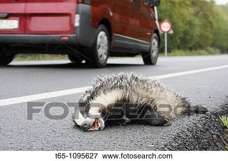 Dead animal on the road View Large Photo Image Stock Photo - Dead animal on the road. Fotosearch