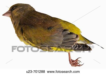 Dead bird. View Large Photo Image Stock Photo - Dead bird.. Fotosearch