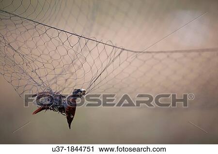 Stock Image - Dead bird trapped by the net. Image taken at Kampung Skudup, Sarawak, Malaysia.. Fotosearch
