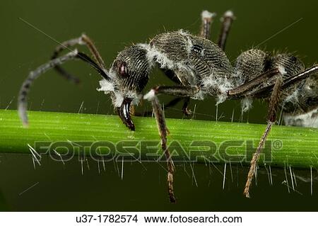 Picture - Dead black ant. Image taken at Kampung Satau, Singai, Sarawak, Malaysia.. Fotosearch