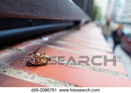 dead bug in the street, Valencia, Spain. View Large Photo Image Stock Image - dead bug in the street, Valencia, Spain.. Fotosearch